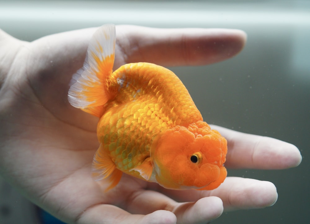 a hand holding a small orange fish