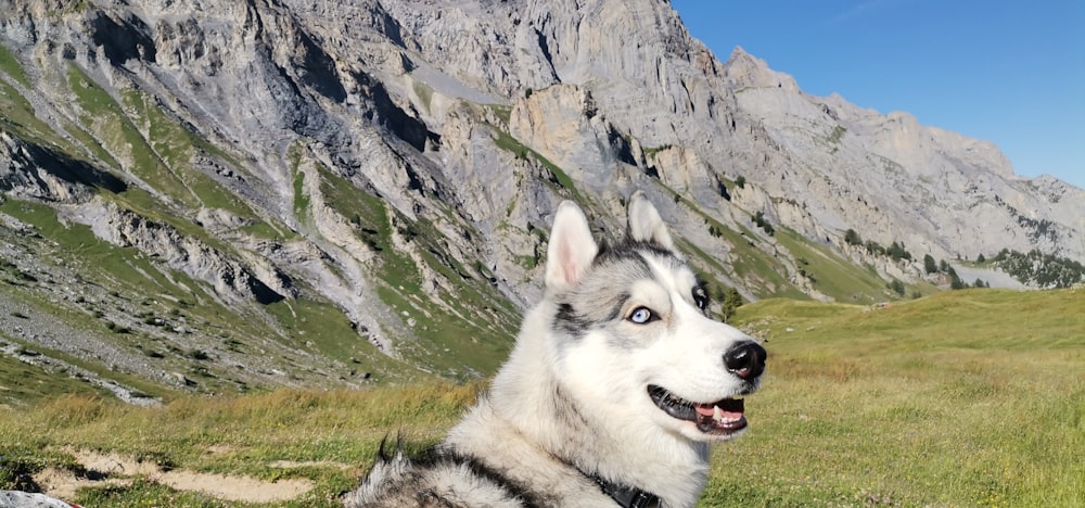 a white and black dog in front of a rocky mountain