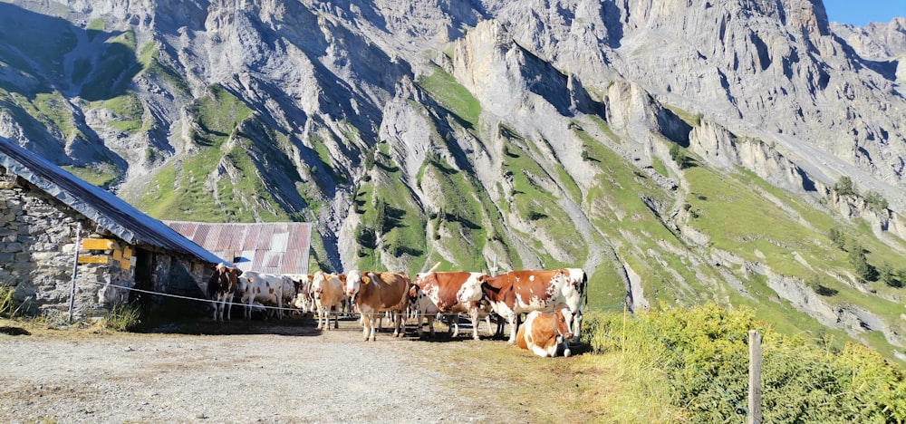 a group of cows in a field