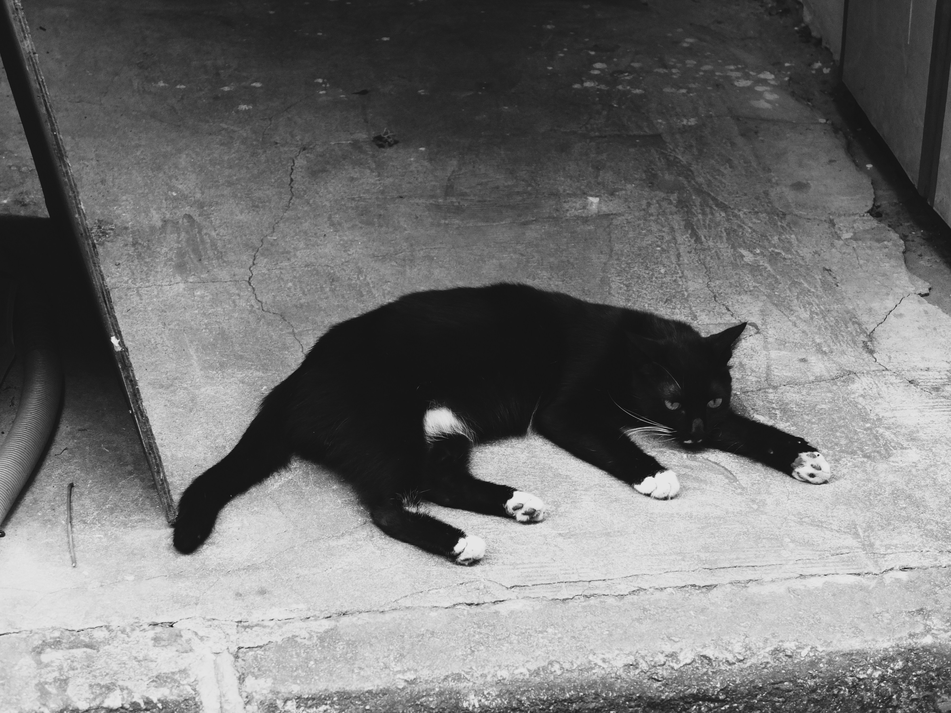 A black cat lying on the ground photo – Free Dongshankou Image on Unsplash