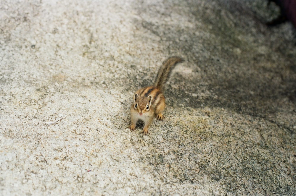 Una ardilla en la nieve