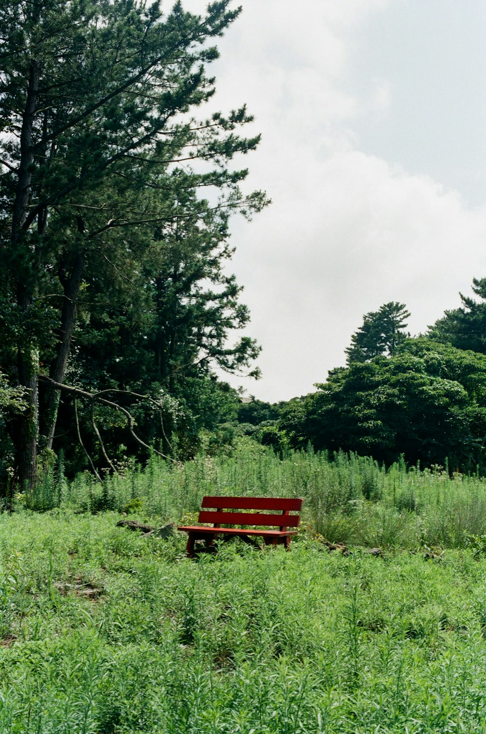 a bench in a grassy field