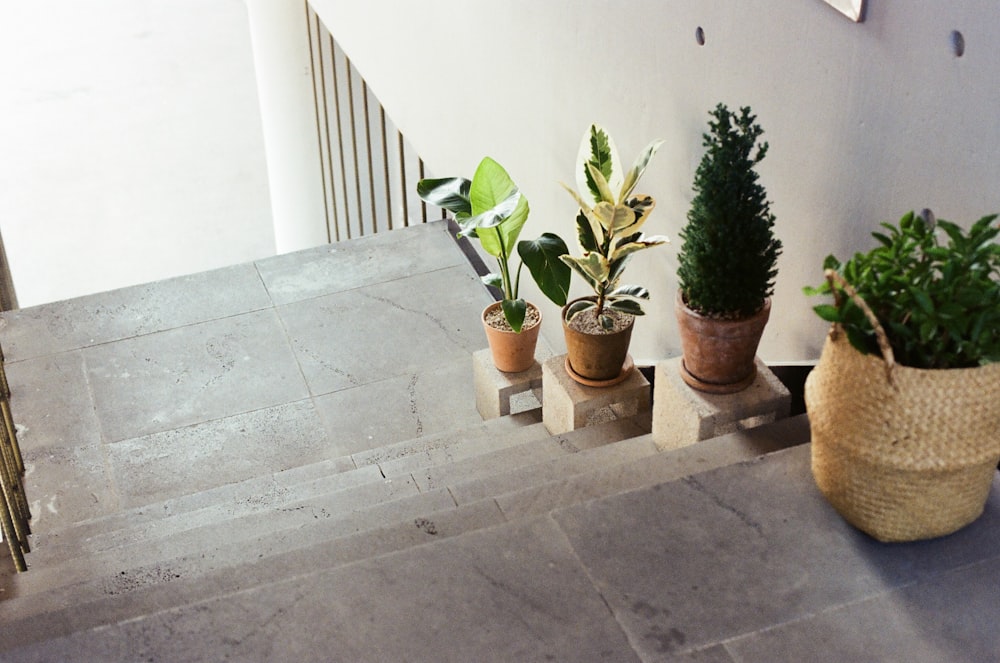 a group of potted plants on a stone patio