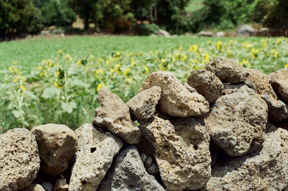 um grupo de rochas em um campo
