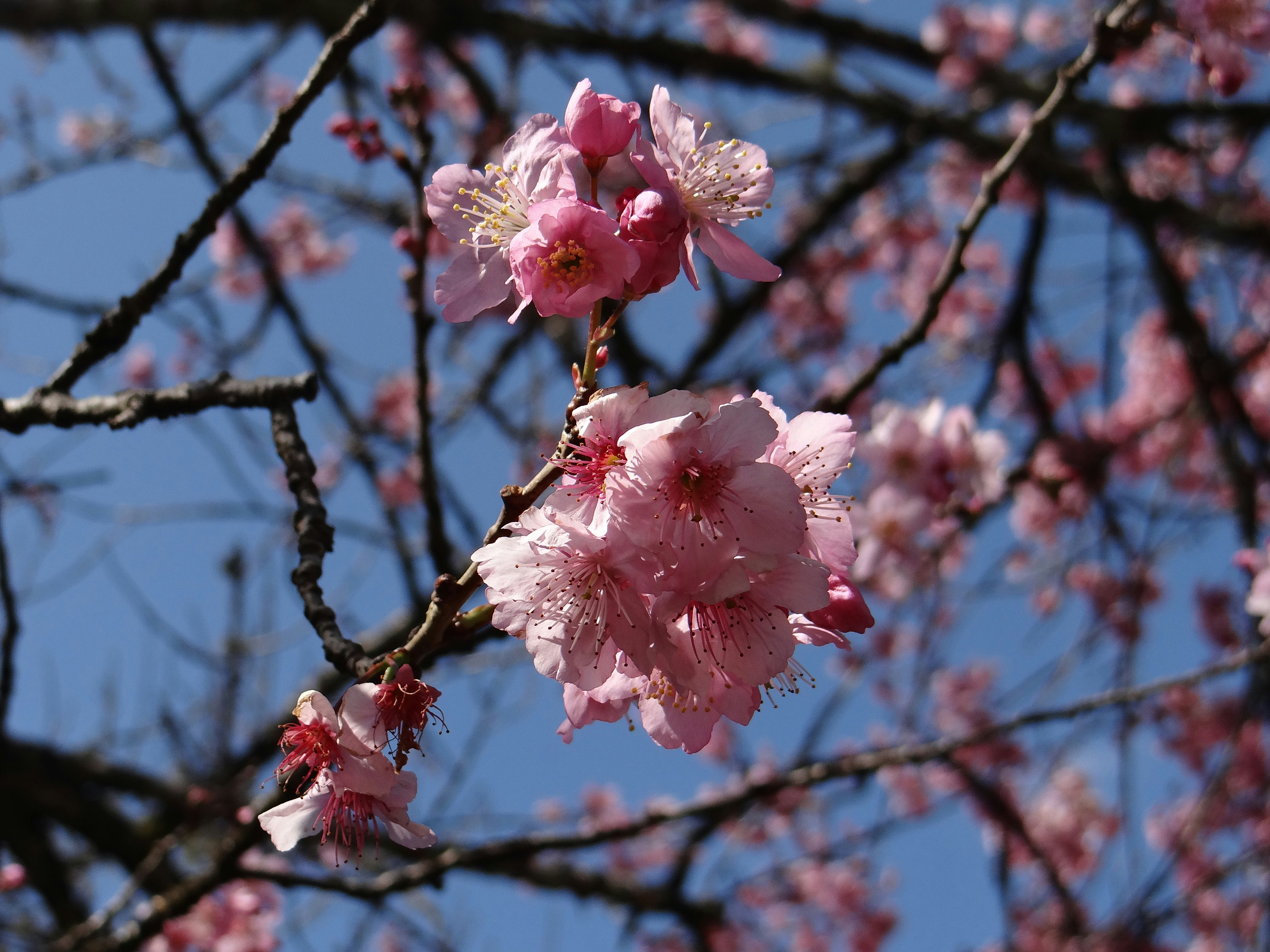 Photo by macornelsen