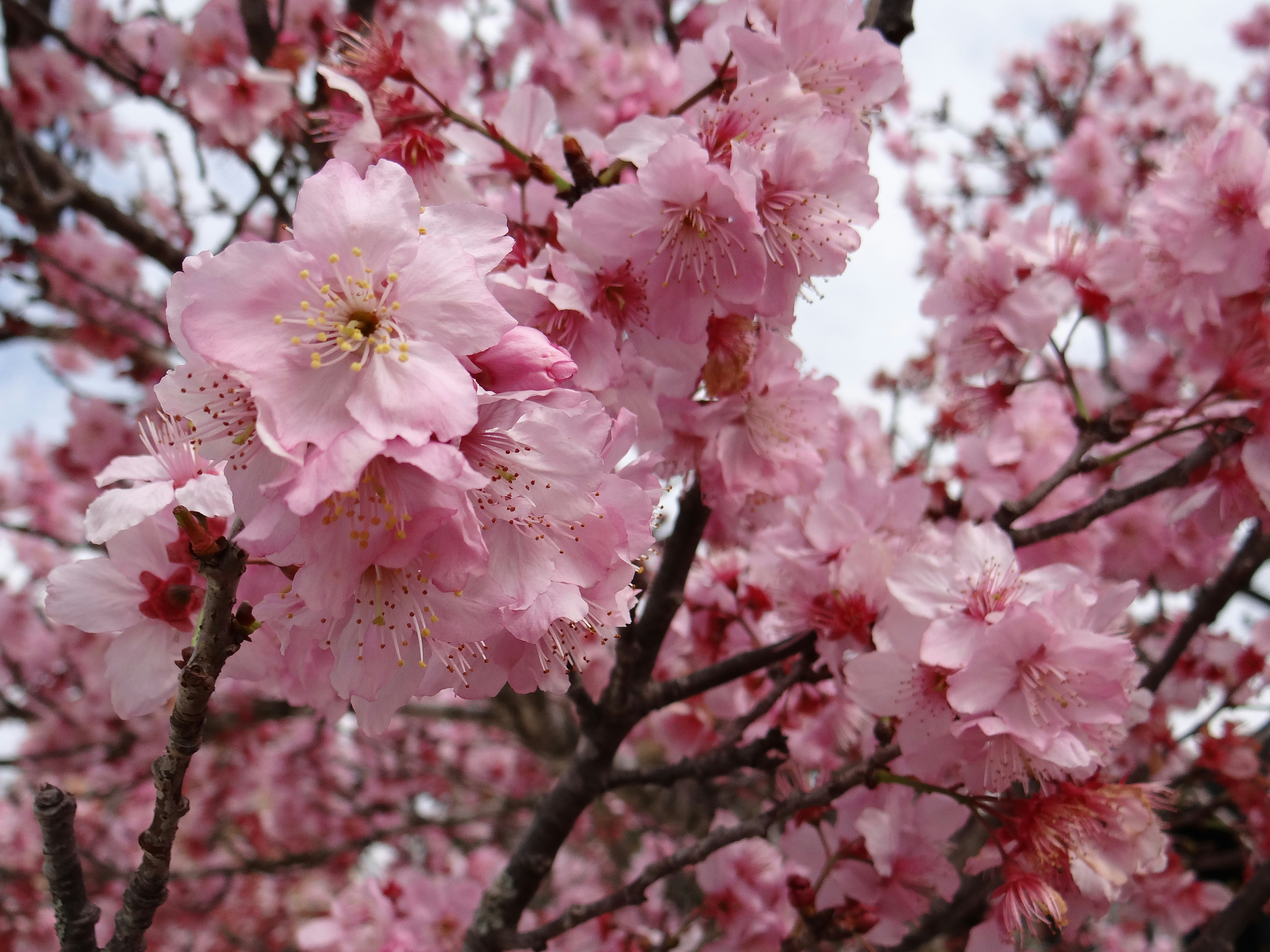 Photo by macornelsen