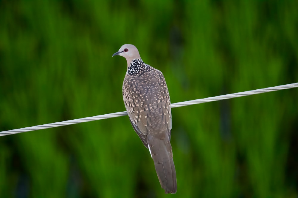 a bird on a wire