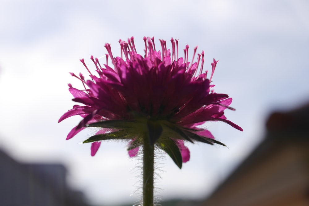 a purple flower with green leaves