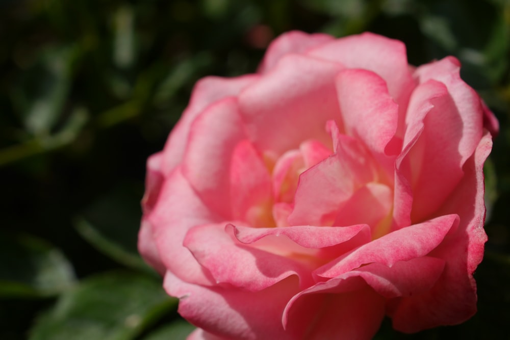 a pink flower with green leaves