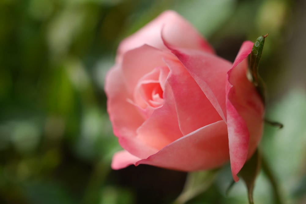 a close up of a pink rose