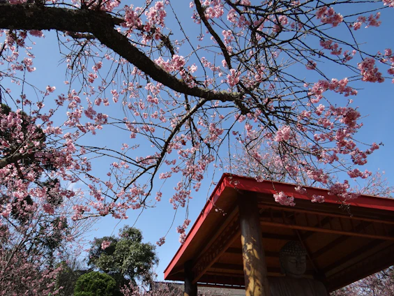 A cozy scene with a Buddhabear sitting peacefully under a blooming cherry tree.