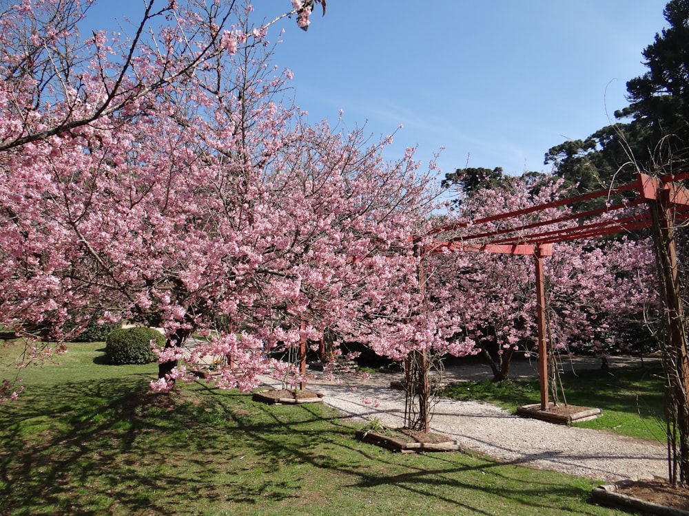 um grupo de árvores com flores cor-de-rosa