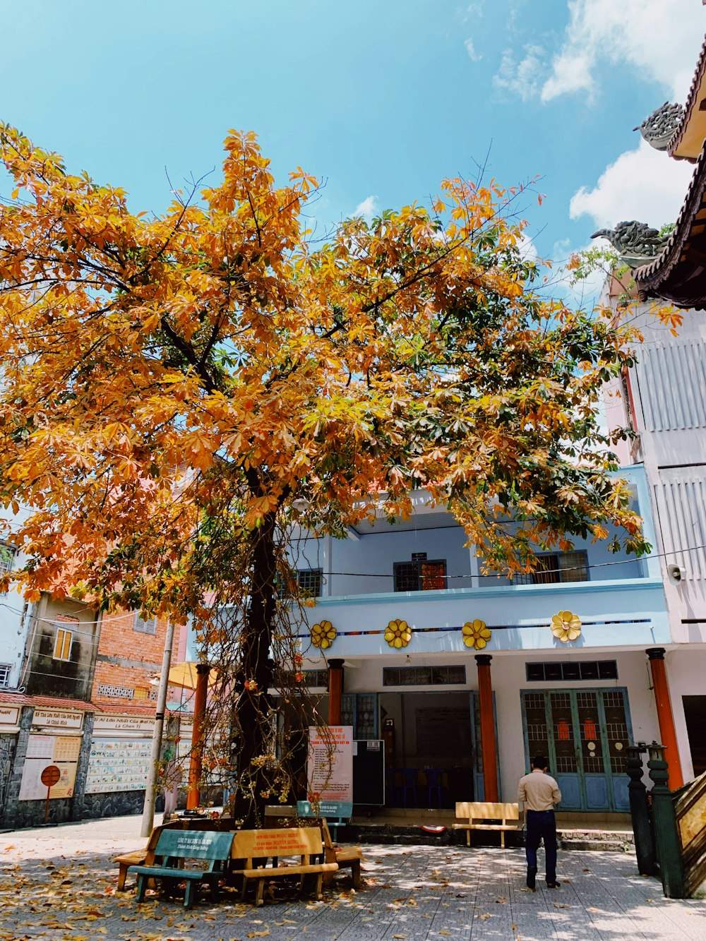 a tree with yellow leaves