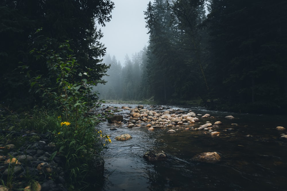 a stream with rocks and plants