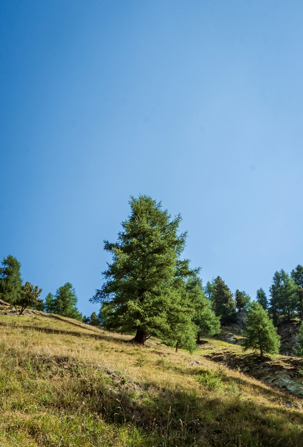 a group of trees on a hill