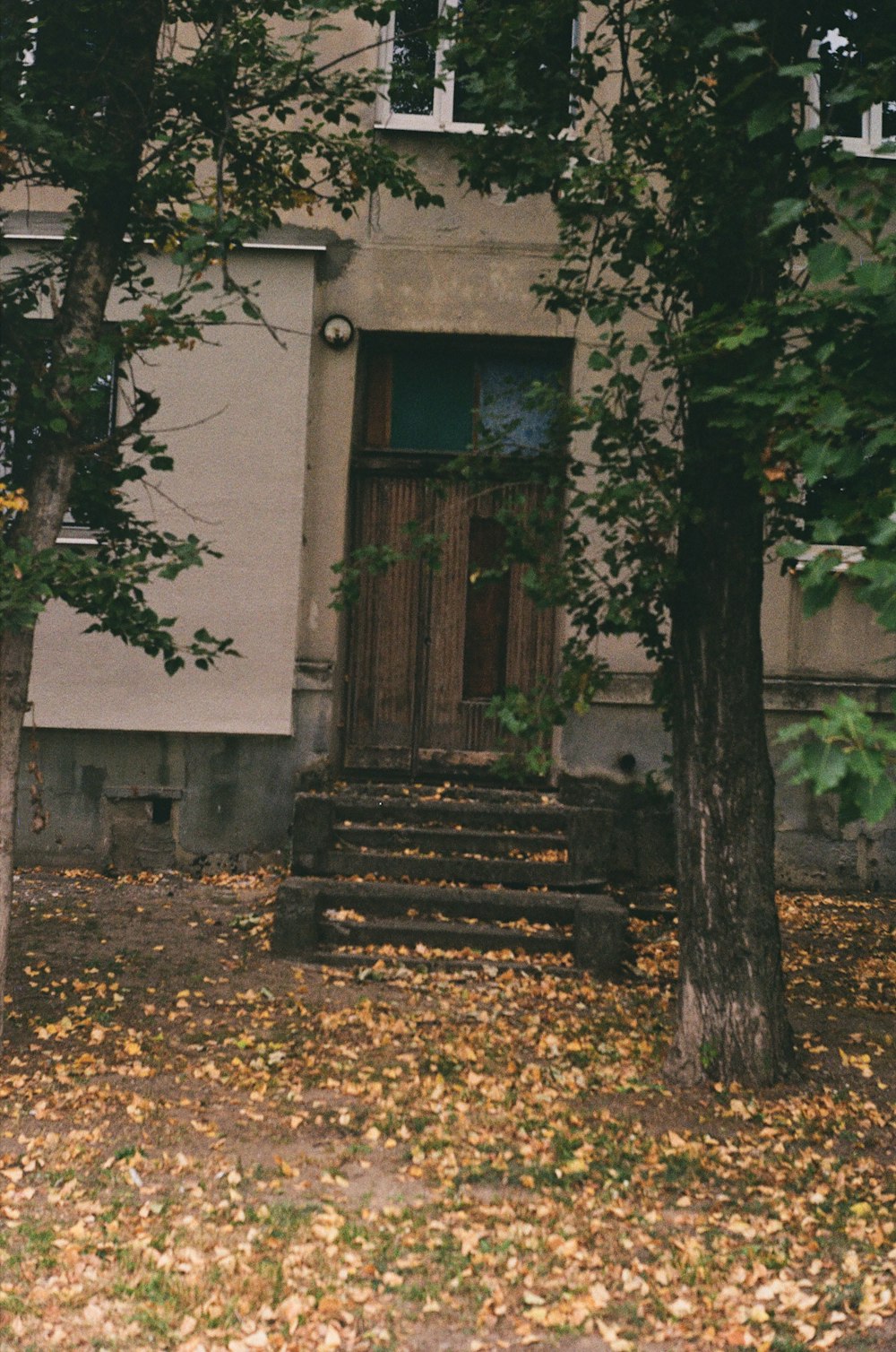 a tree in front of a building