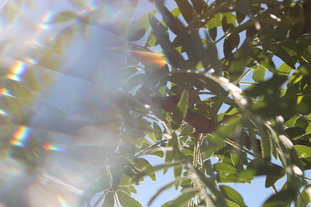 a tree with leaves