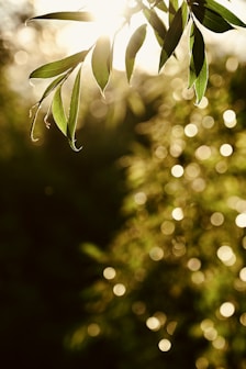 Light brings new ideas to life.