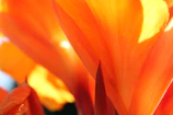 Close-up of a vibrant orange azahar flower glowing in soft sunlight.
