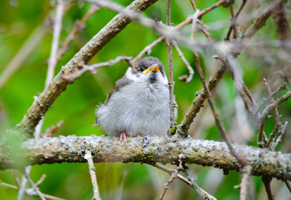 Ein Vogel sitzt auf einem Ast