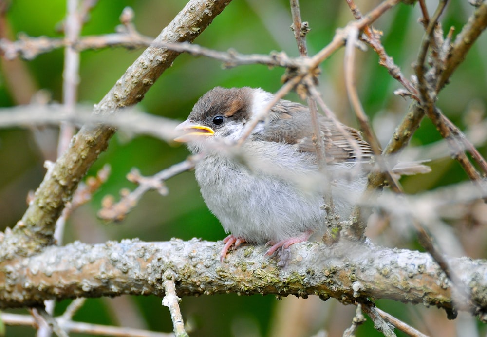 a bird sitting on a branch