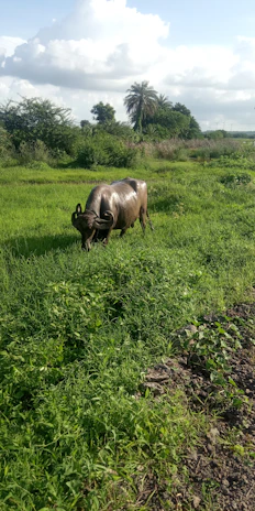 A serene Colombian water buffalo grazing in a lush green pasture at sunrise.