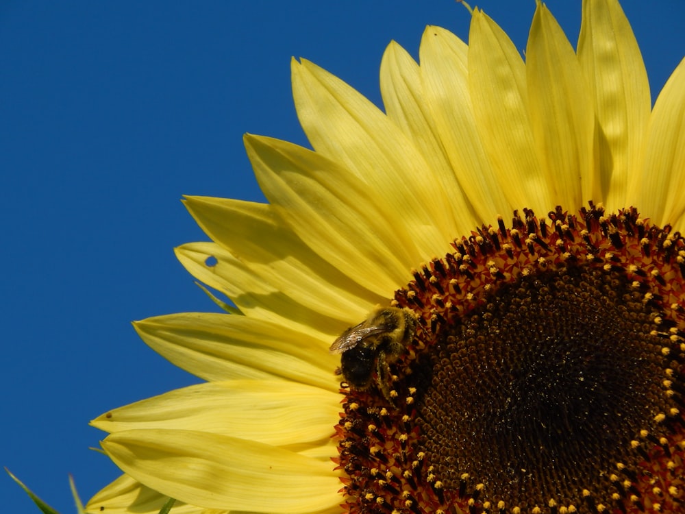 a bee on a sunflower