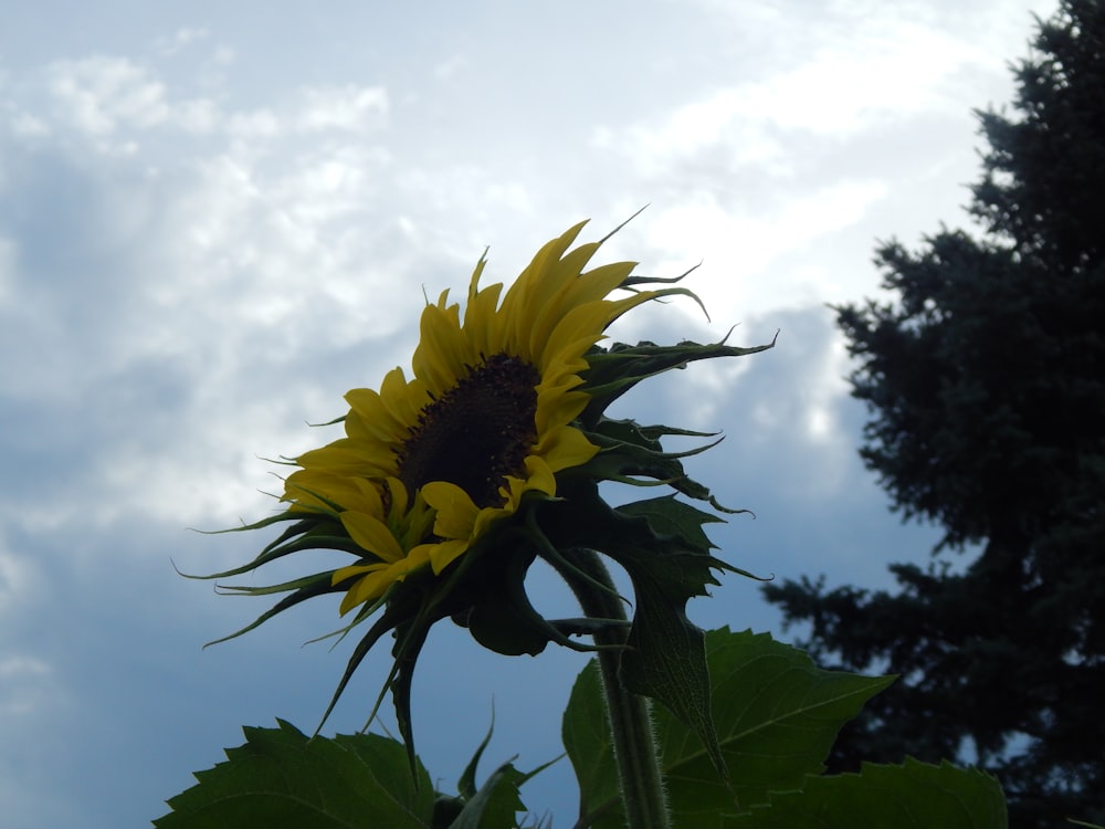 a yellow sunflower with a blue sky in the background