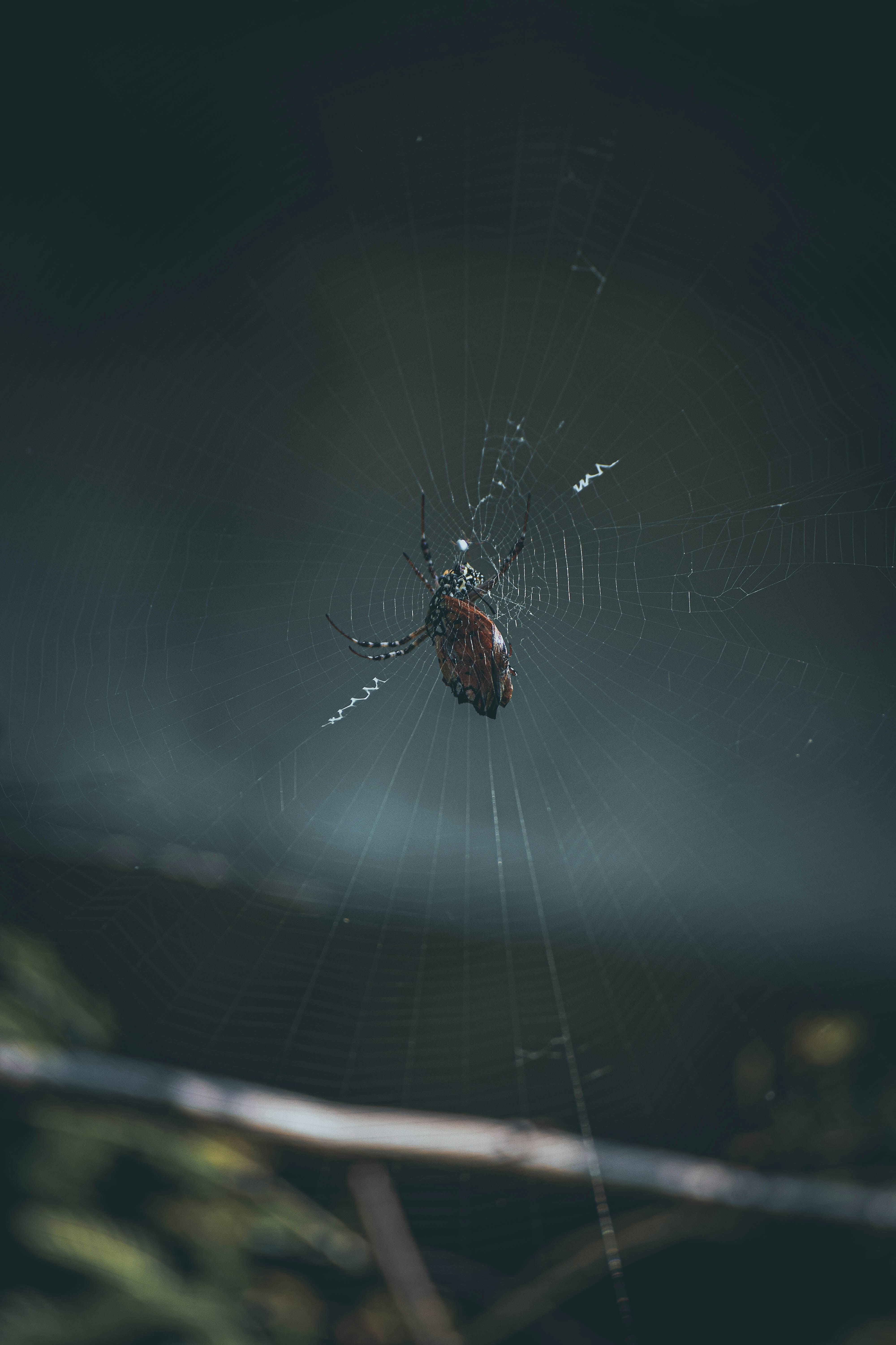 a spider on a web