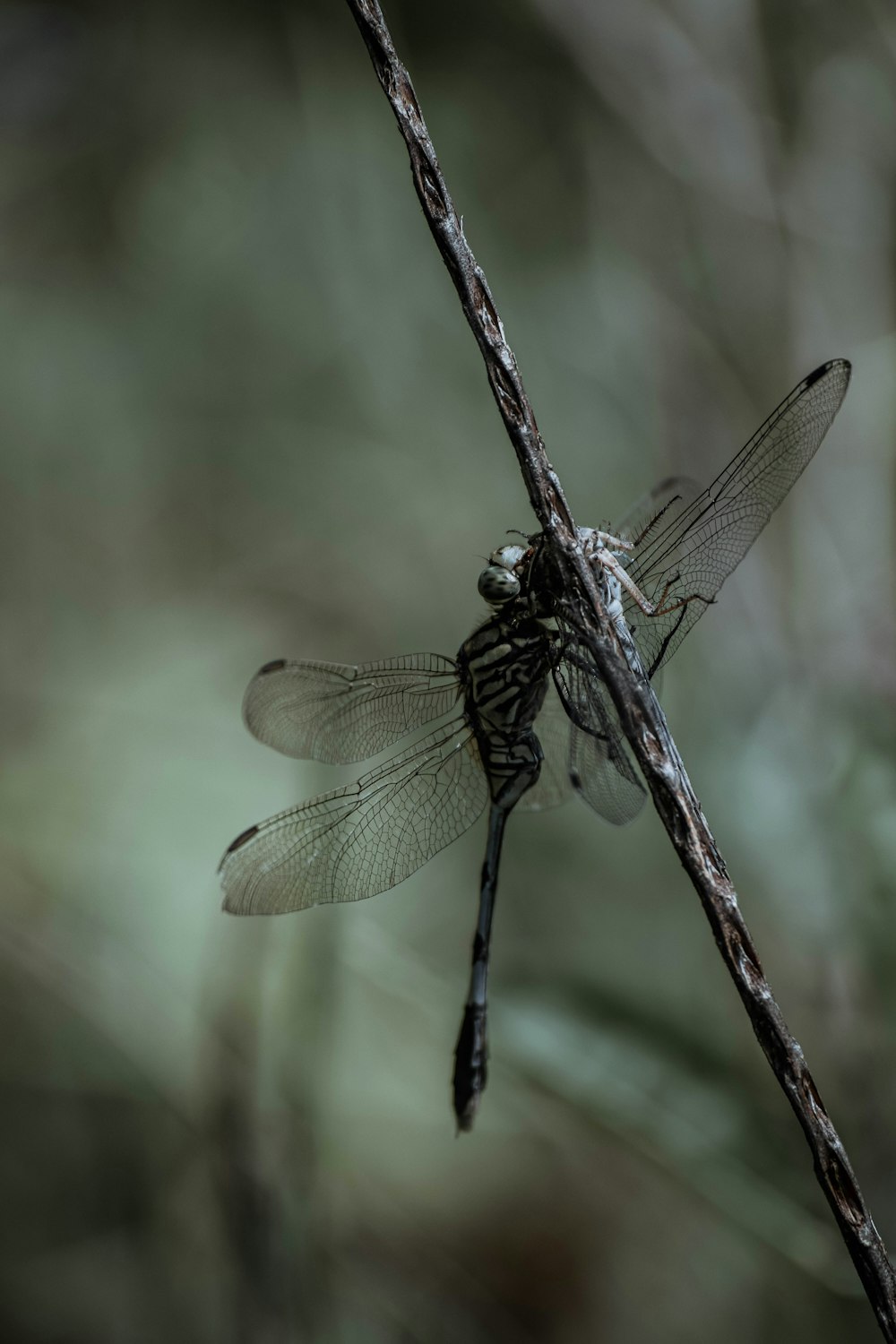 a dragonfly on a stick
