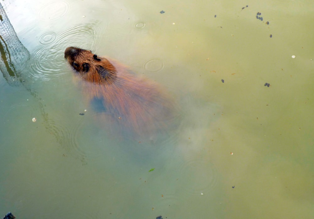 a small animal swimming in water