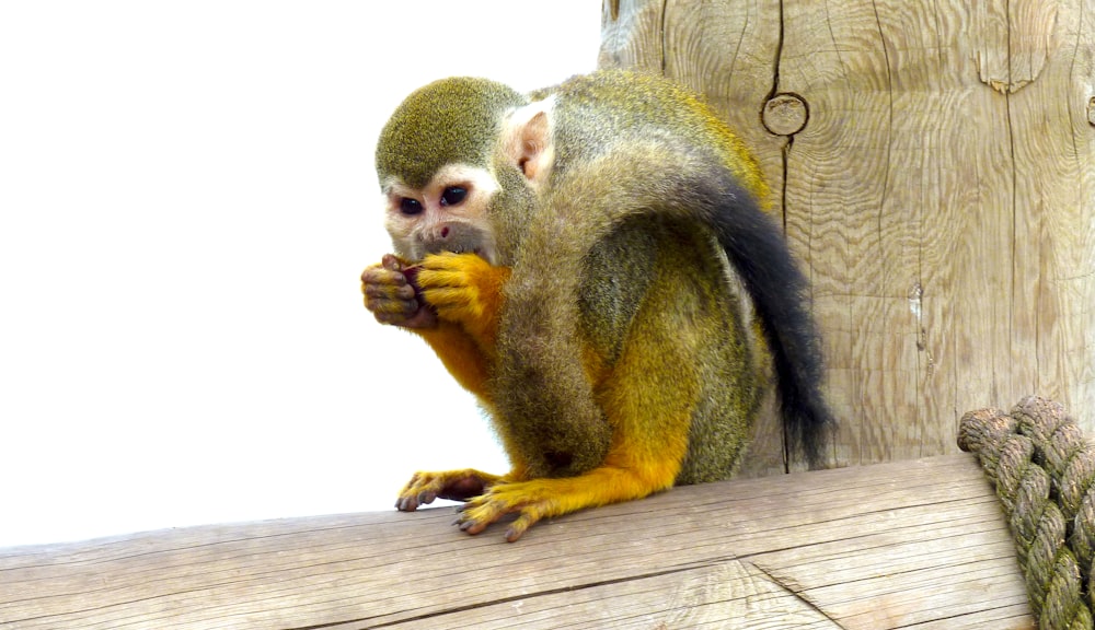 a monkey eating a banana