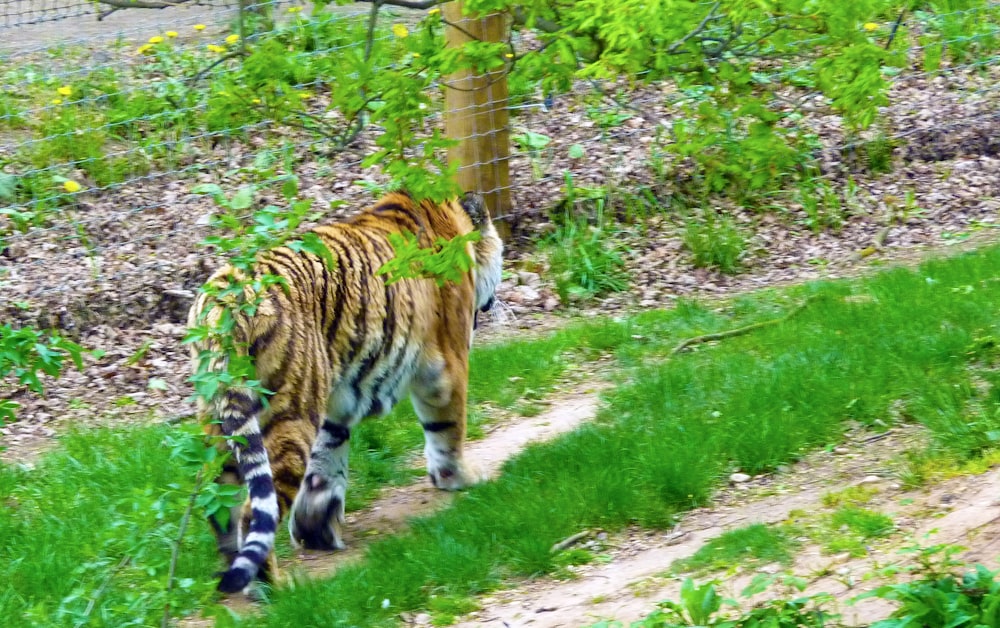 a tiger in a fenced in area