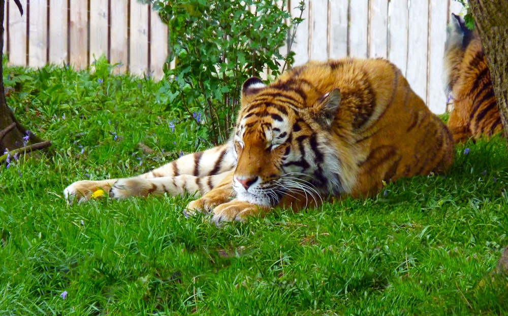 a couple of tigers lying in the grass