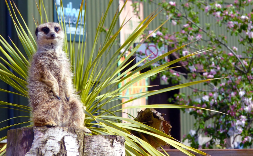 an animal sitting on a tree stump