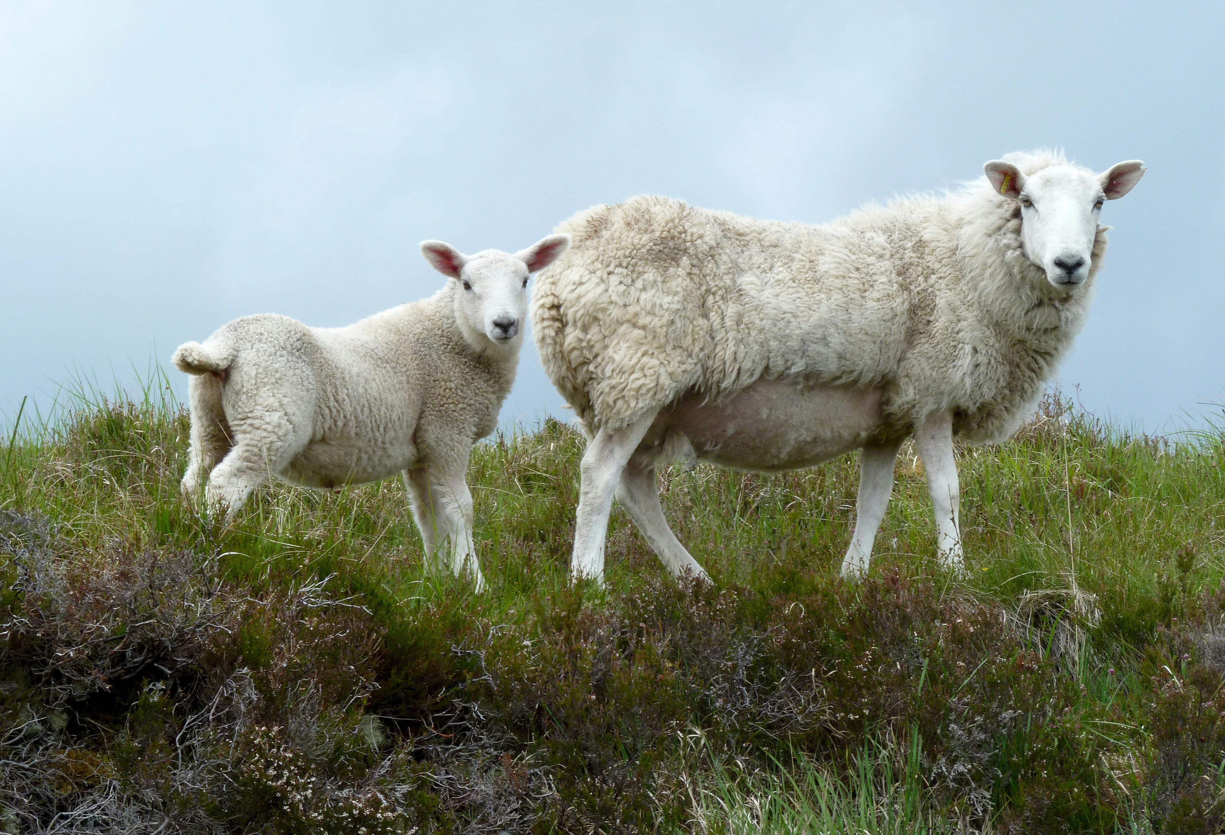 Photo by craigthomas