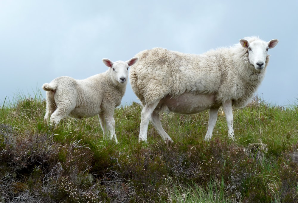 a couple of sheep in a field