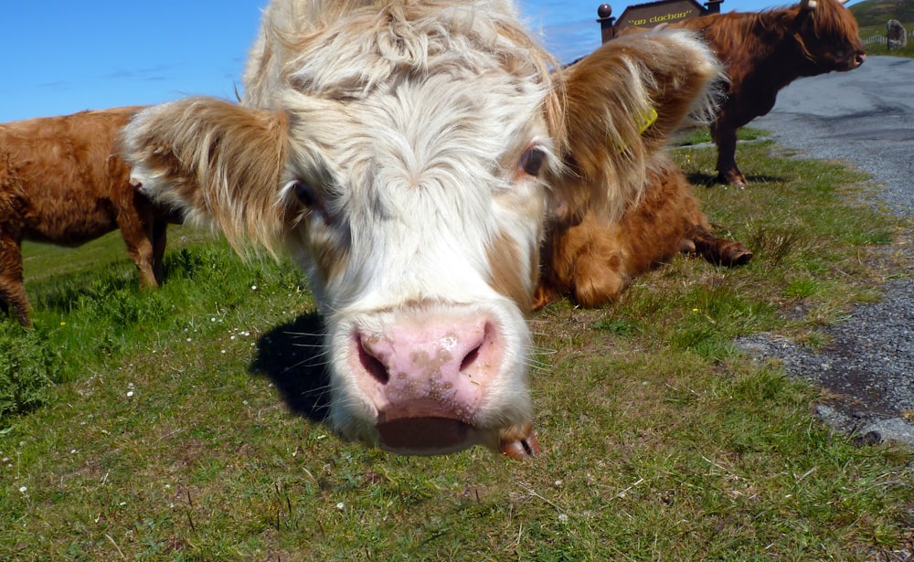 a group of cows in a field