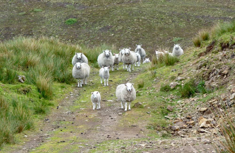 a group of sheep walking on a dirt road
