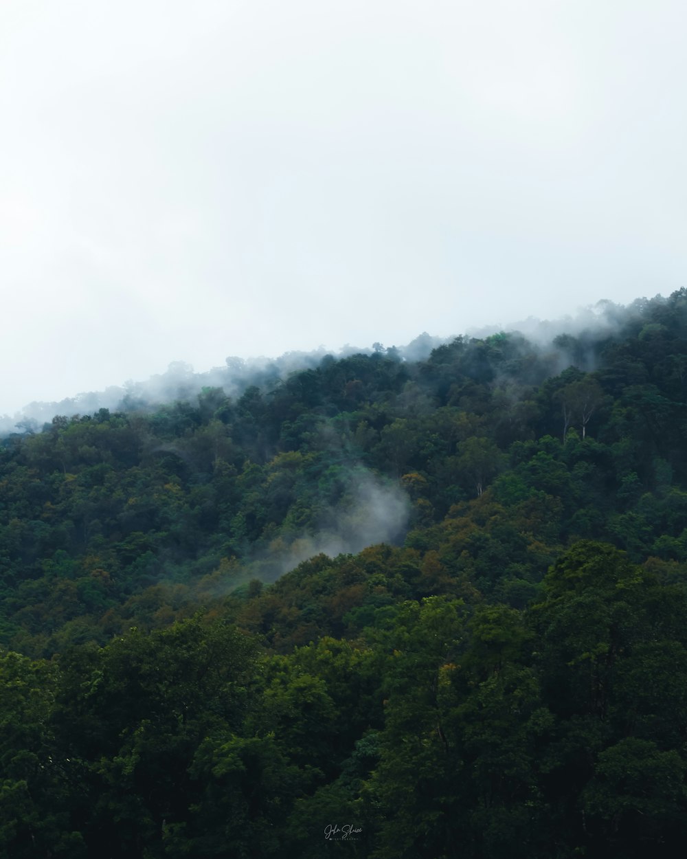 a forest of trees