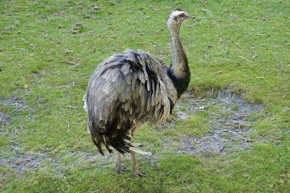a bird walking on grass