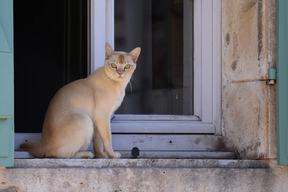 a cat sitting on a window ledge