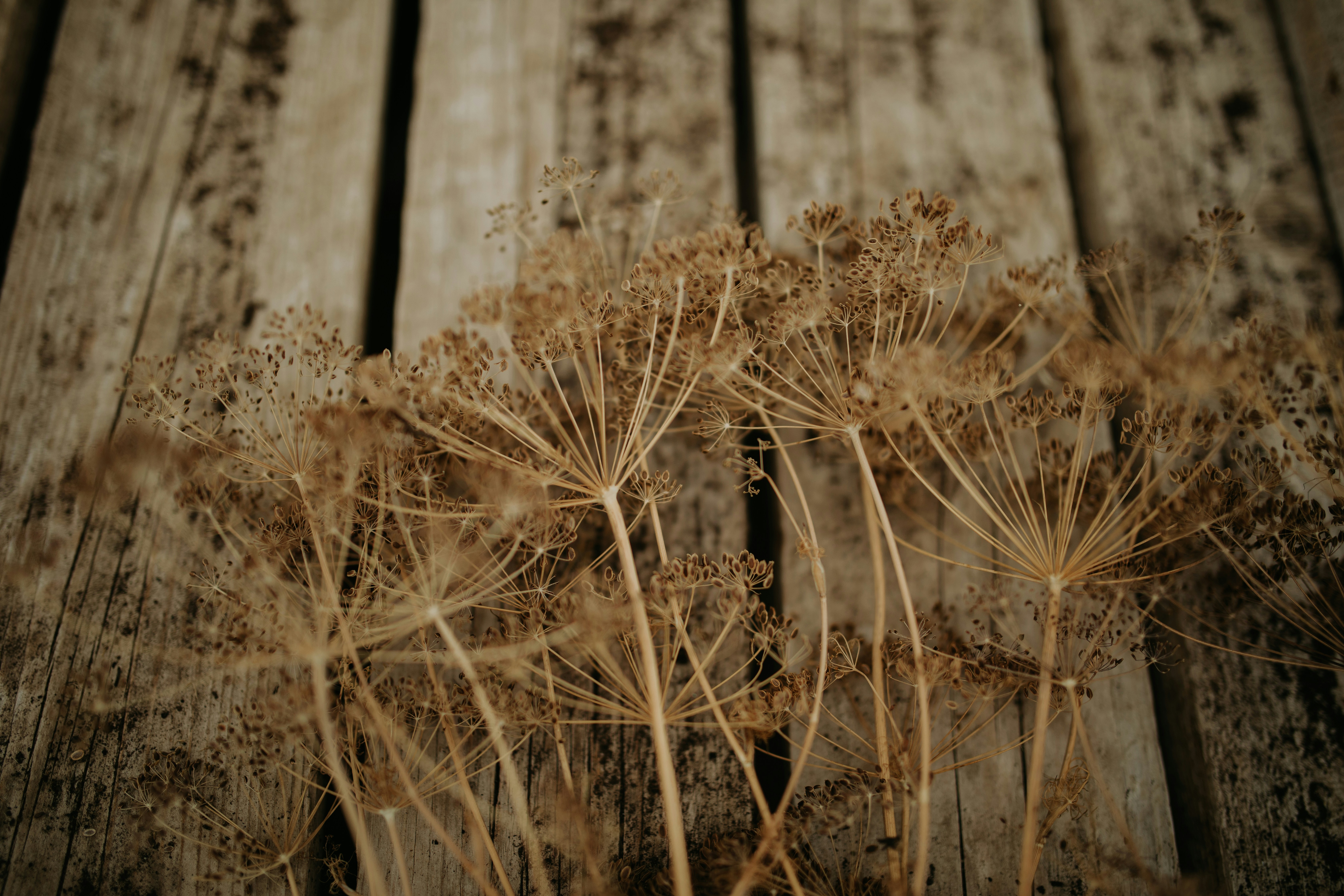 Photo by adinapatrana