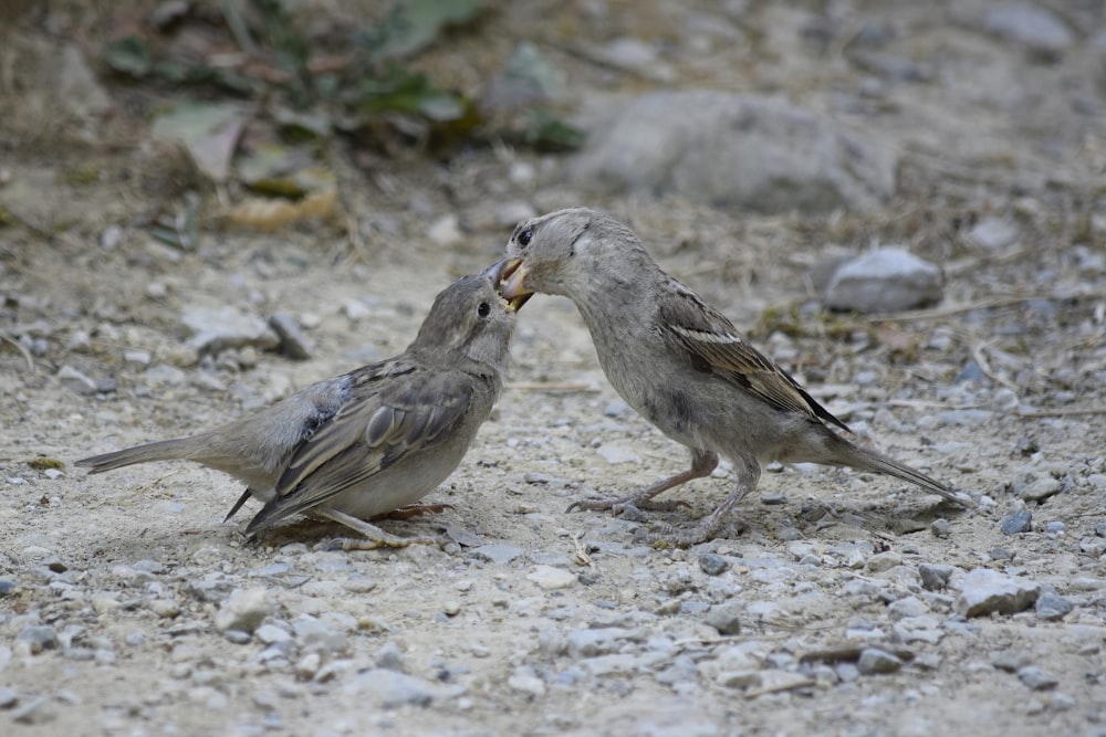 a couple of birds stand near each other