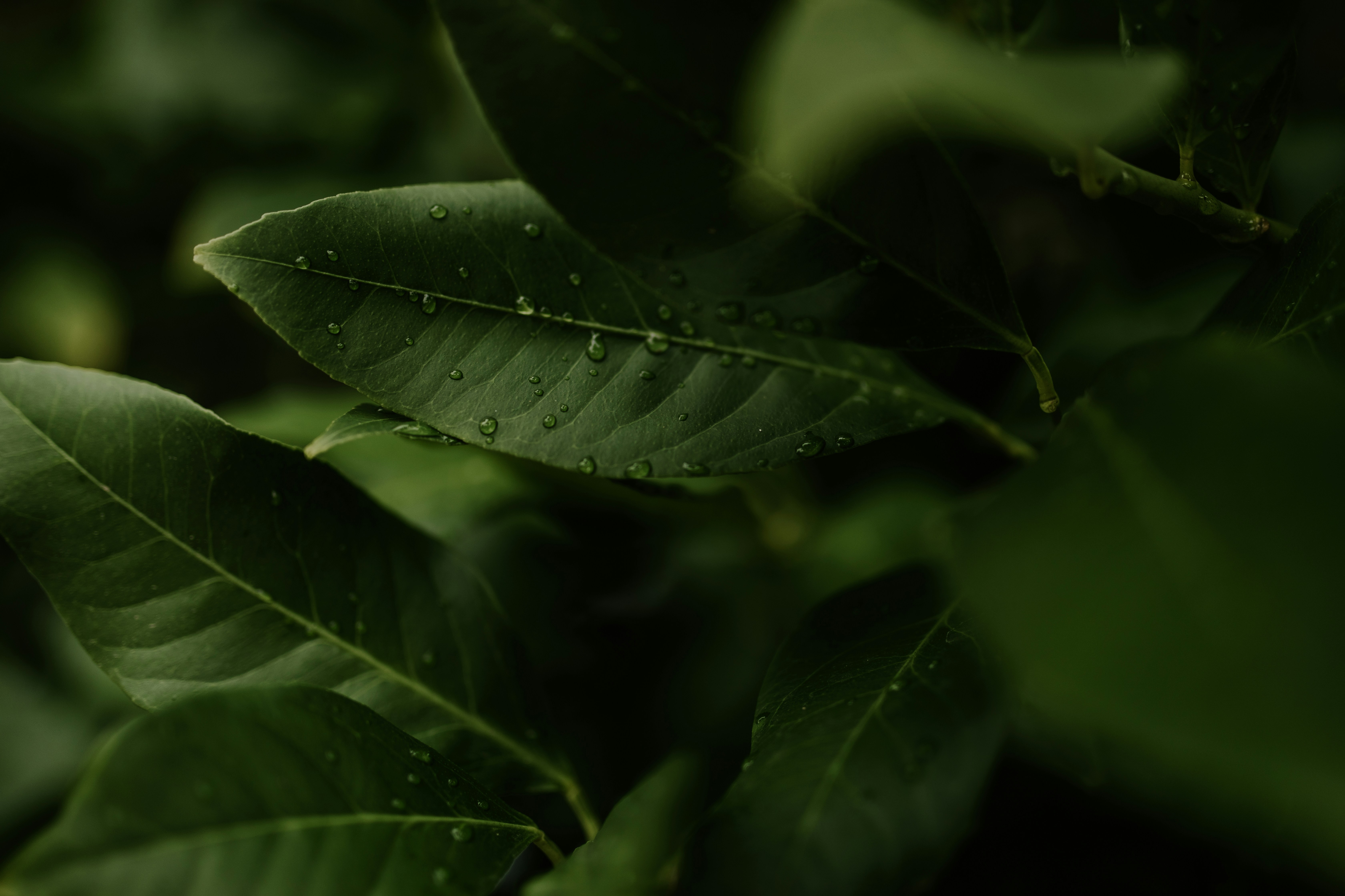 Photo by adinapatrana