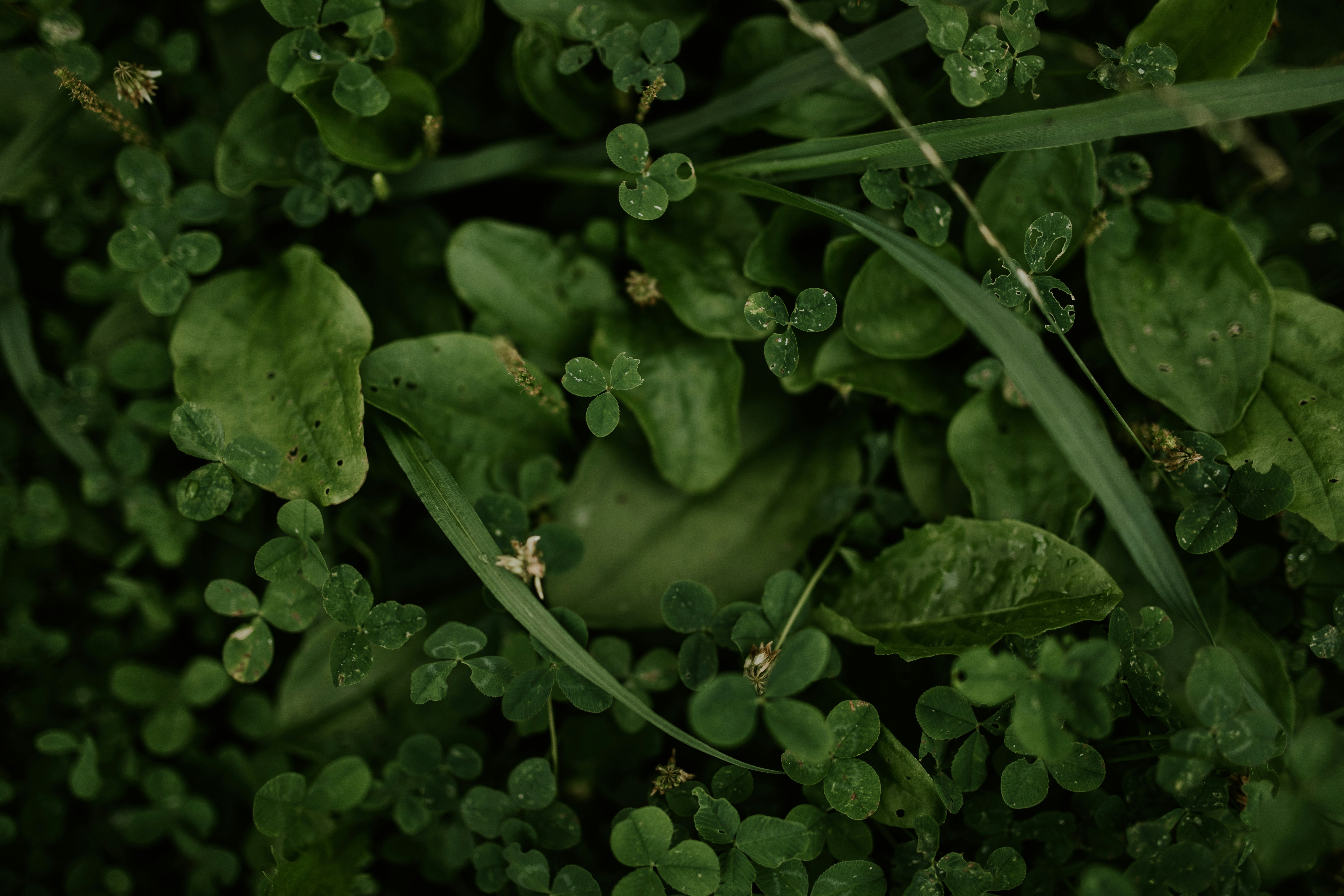 Photo by adinapatrana