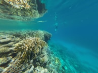 Vibrant underwater scene with a coral reef teeming with marine life, surrounded by clear blue water. A snorkeler is visible in the background, observing the underwater environment.