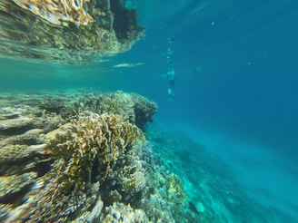 Vibrant underwater scene with a coral reef teeming with marine life, surrounded by clear blue water. A snorkeler is visible in the background, observing the underwater environment.