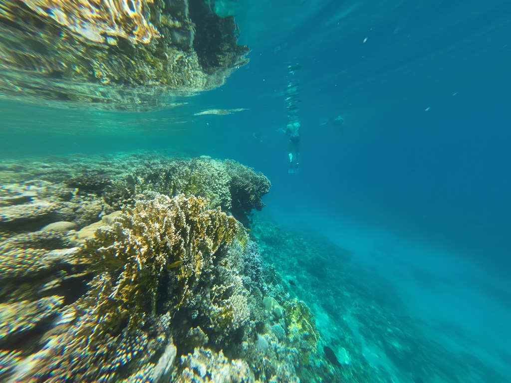 Paket Diving Bunaken