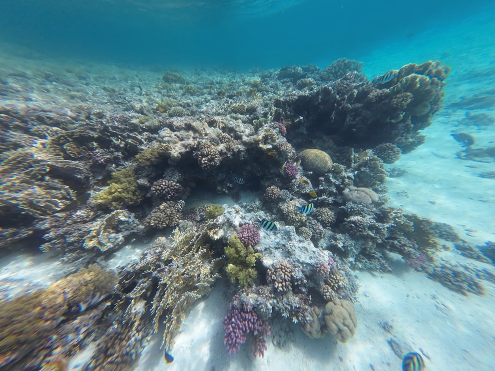 underwater view of a large rock